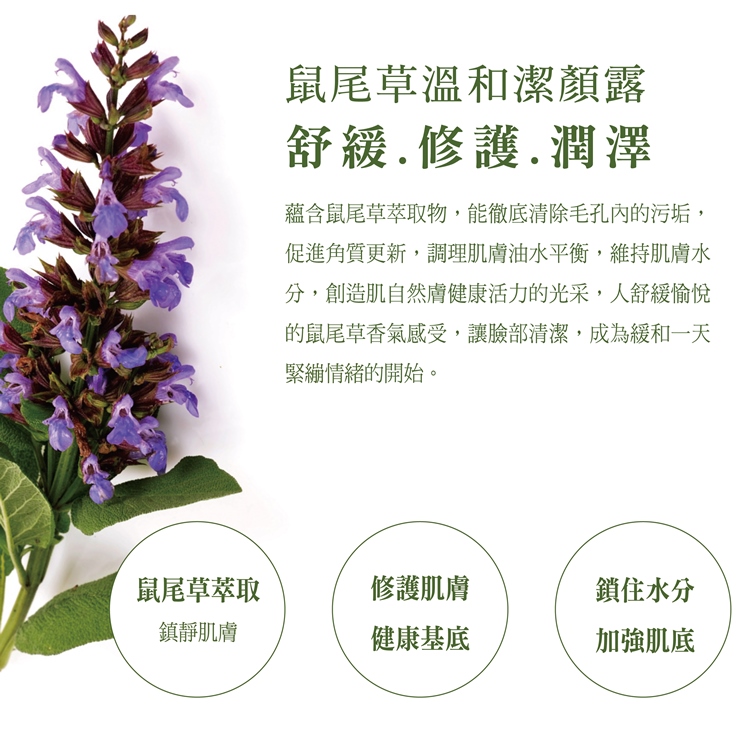 1574128773658816.jpg 20161019_新官網_洗顏露板型_鼠尾草介紹.jpg